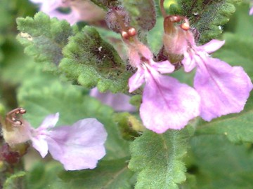 Una Lamiacea a cuscino - Teucrium chamaedrys